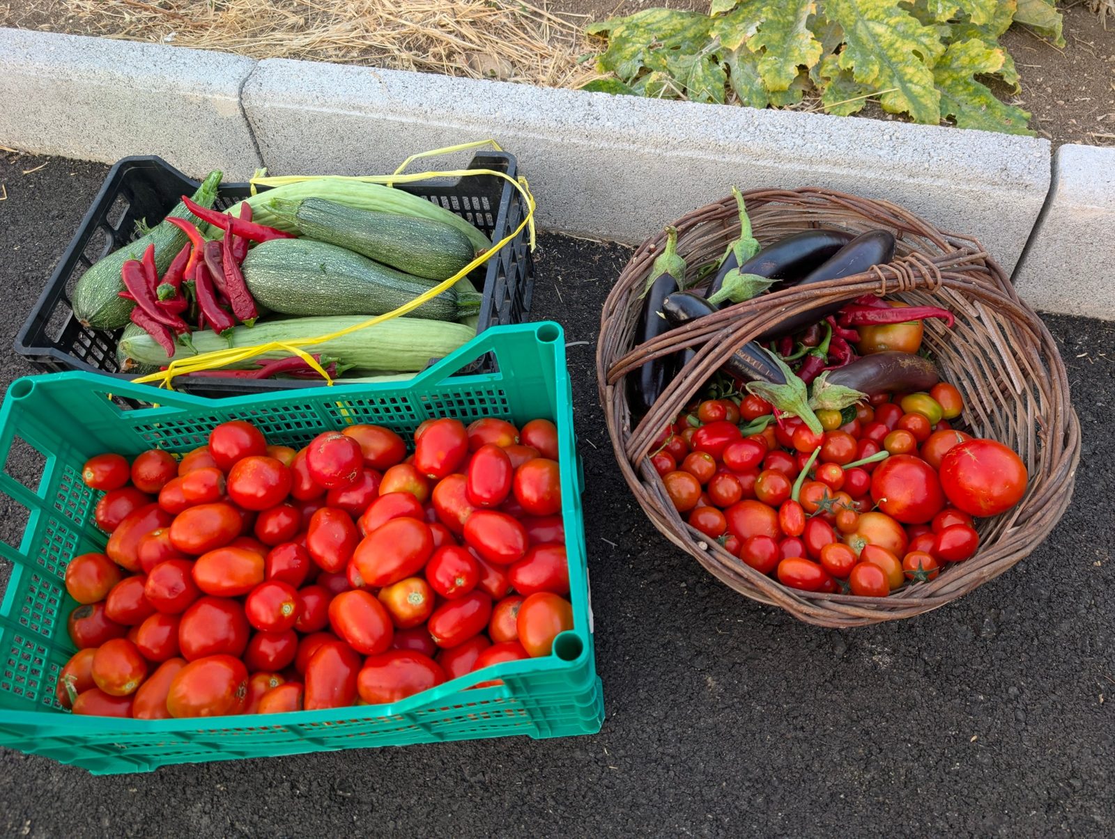 Ortaggi raccolti nell'orto: pomodori, zucchine, melanzane e peperoncini