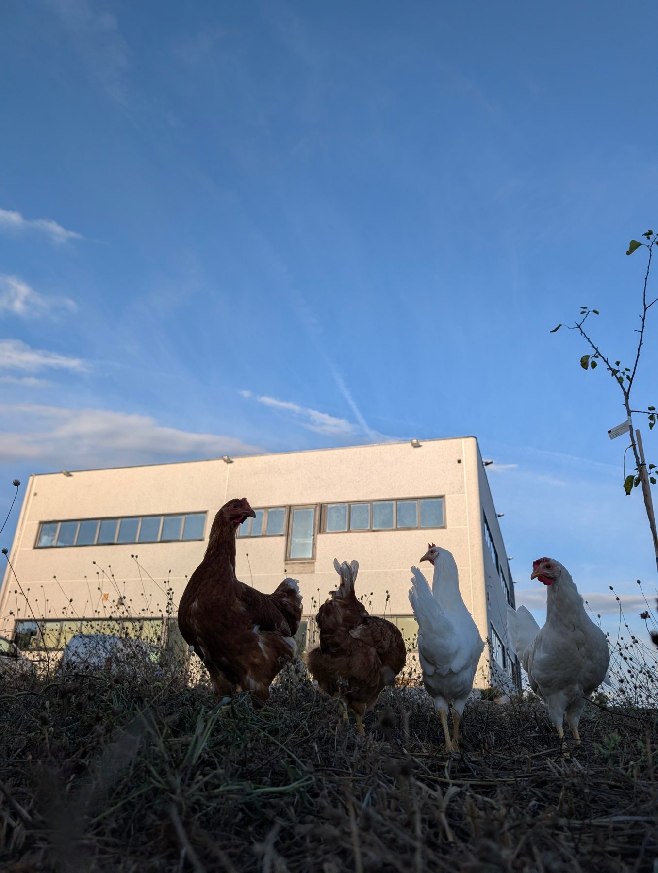 Le galline nel prato davanti alla sede Biosan