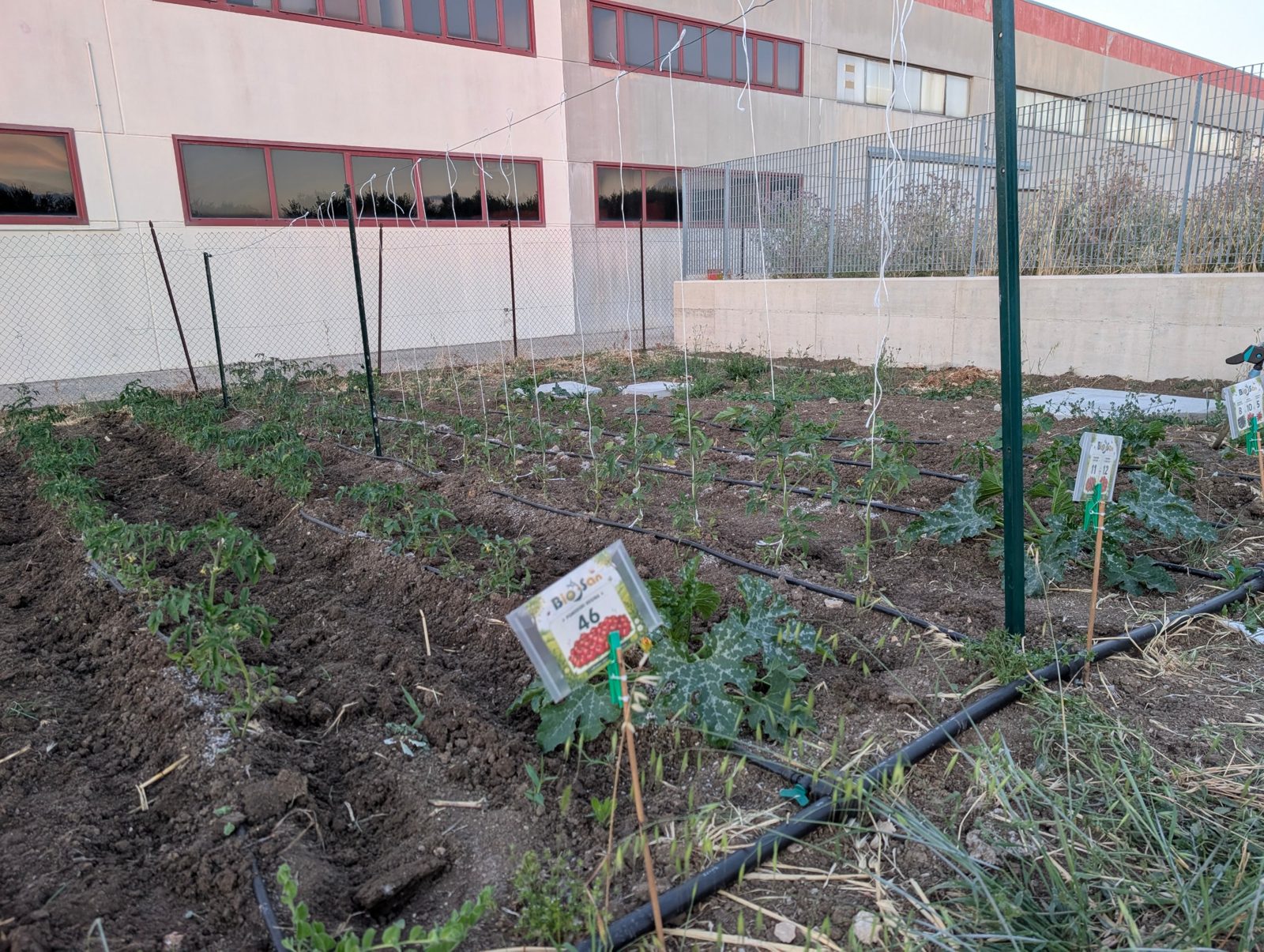 L'orto accanto alla sede, con le file irrigate a goccia